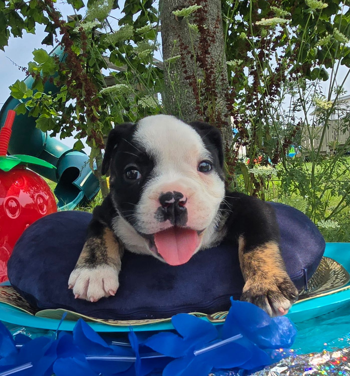 "Ed" Olde English Bulldog Puppy, Male