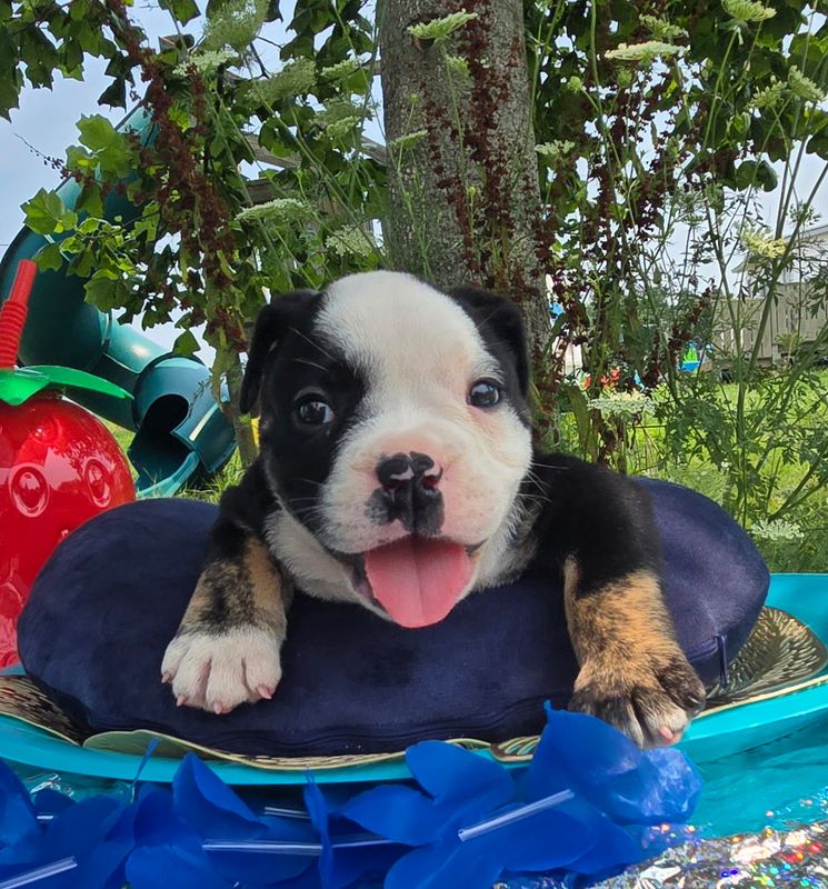 "Ed" Olde English Bulldog Puppy, Male