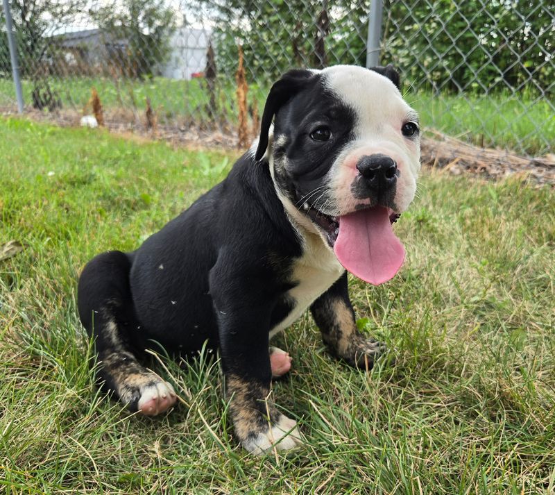 "Ed" Olde English Bulldog Puppy, Male