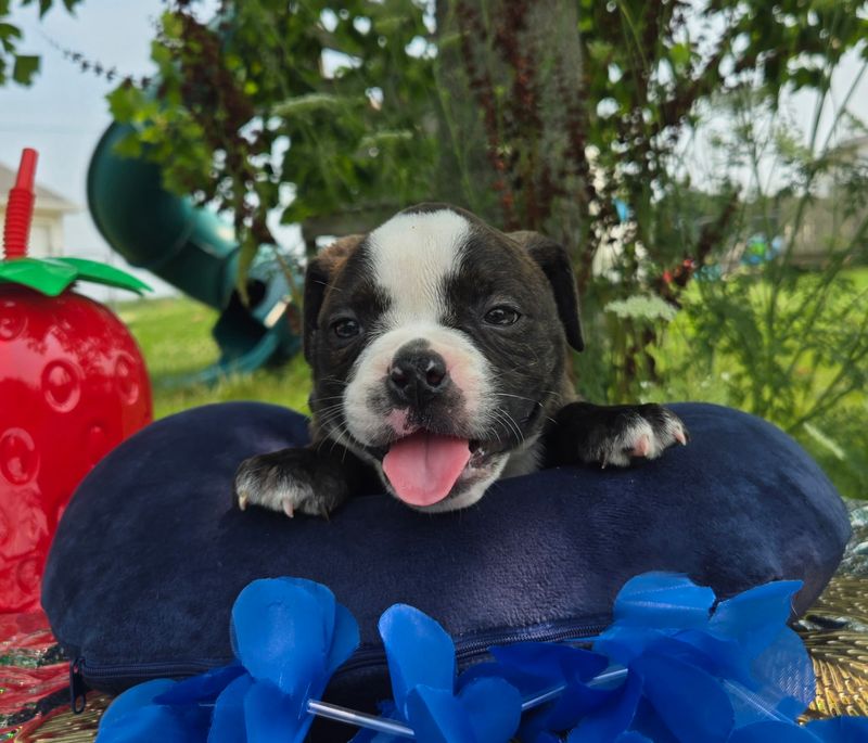 "Henry" Olde English Bulldog Puppy, Male