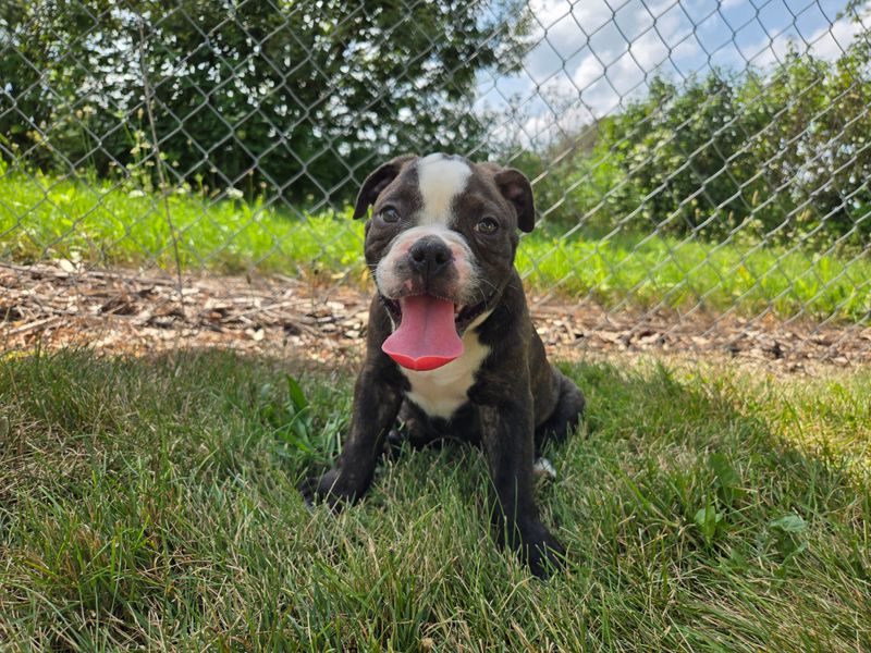 "Henry" Olde English Bulldog Puppy, Male