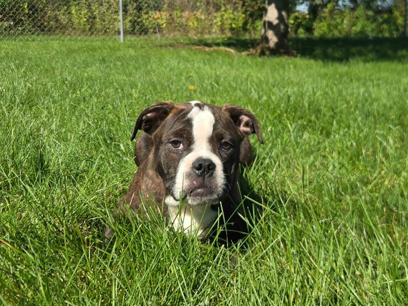"Henry" Olde English Bulldog Puppy, Male