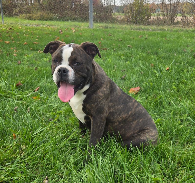 "Henry" Olde English Bulldog Puppy, Male