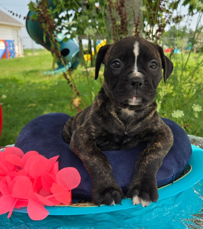 "Olivia" American Bulldog Puppy, Female
