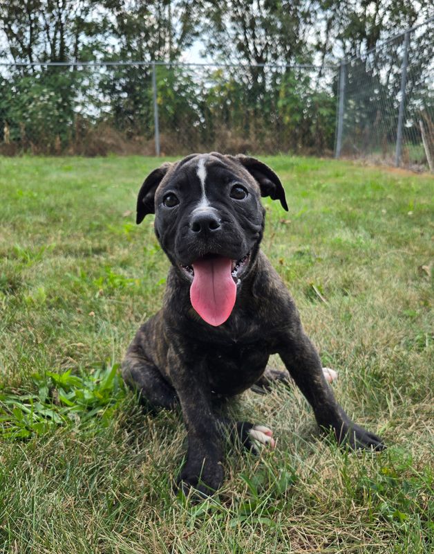 "Olivia" American Bulldog Puppy, Female