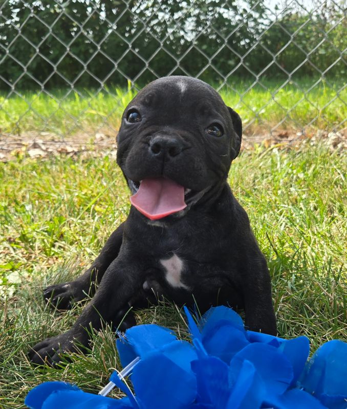 "Dennis" Olde English Bulldog Puppy, Male