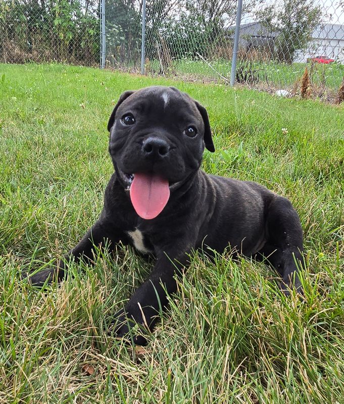 "Dennis" Olde English Bulldog Puppy, Male