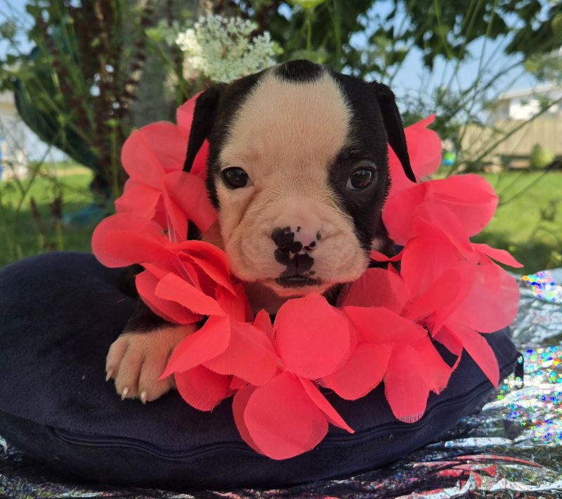"Alice" Olde English Bulldog Puppy, Female
