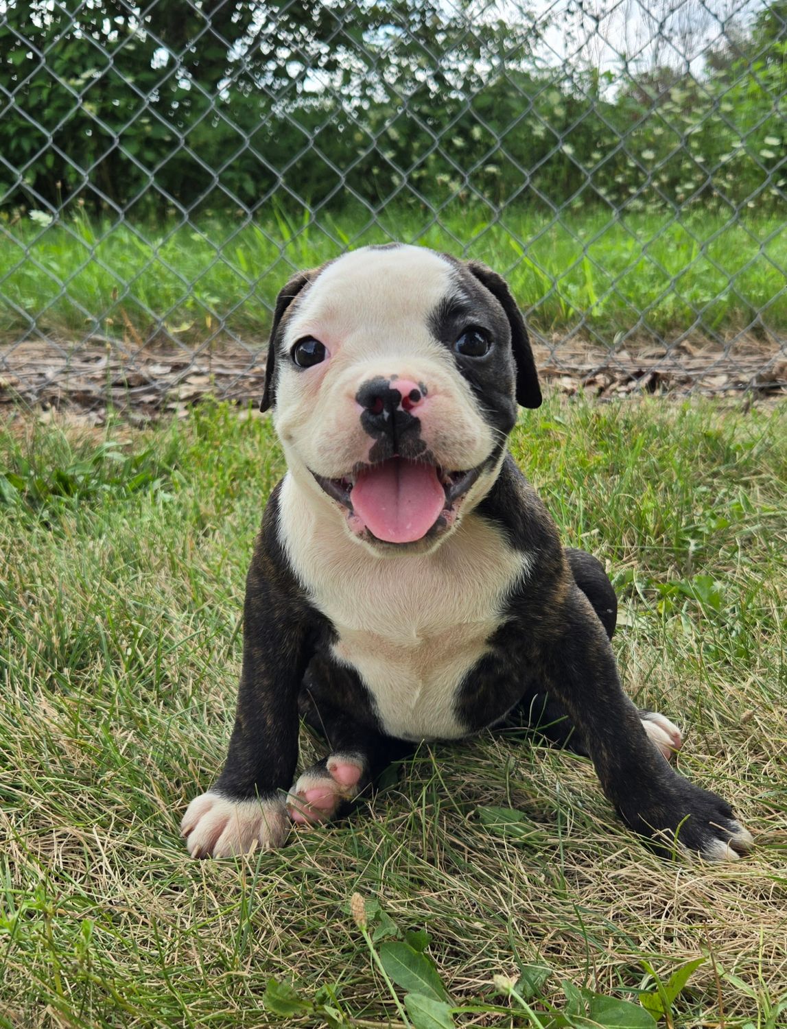 "Alice" Olde English Bulldog Puppy, Female