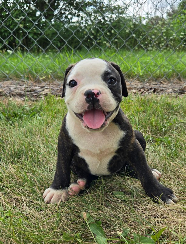 "Alice" Olde English Bulldog Puppy, Female