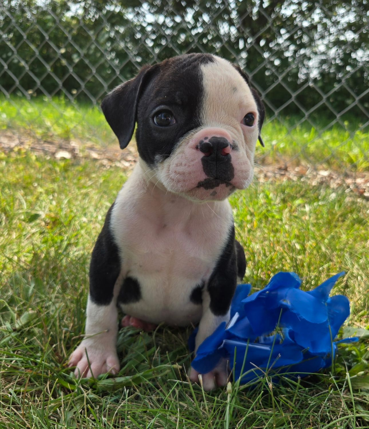 "Joey" Olde English Bulldog Puppy, Male