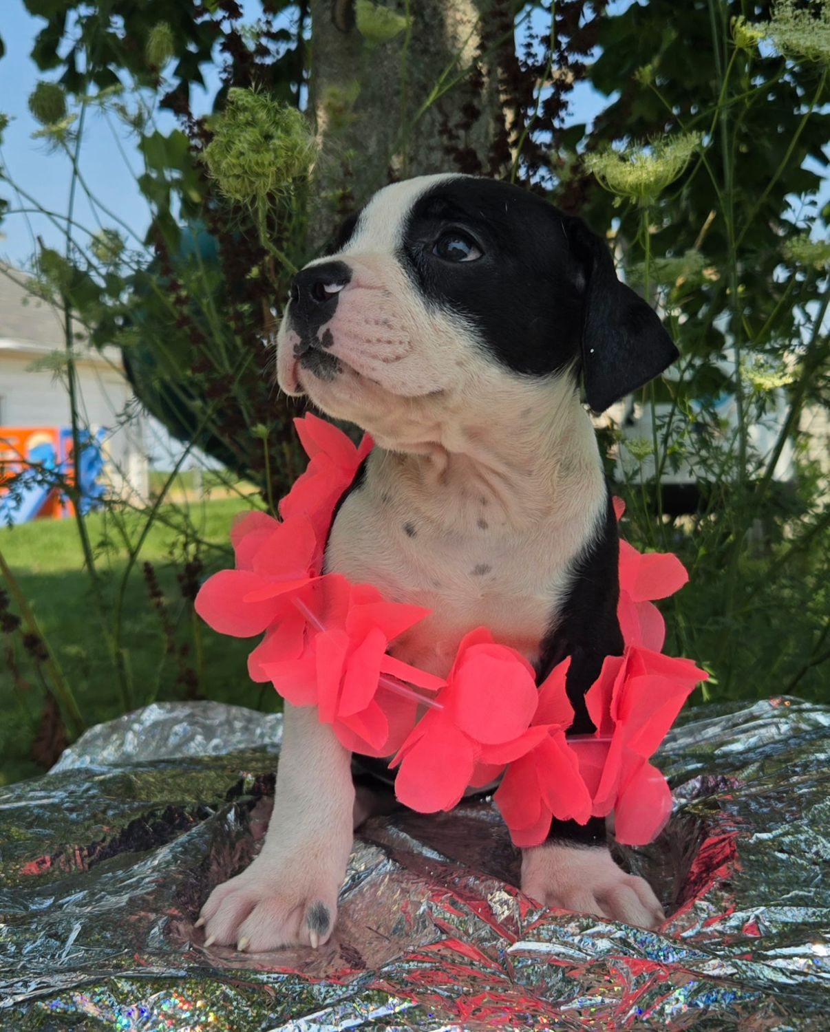 "Margaret" Olde English Bulldog Puppy, Female
