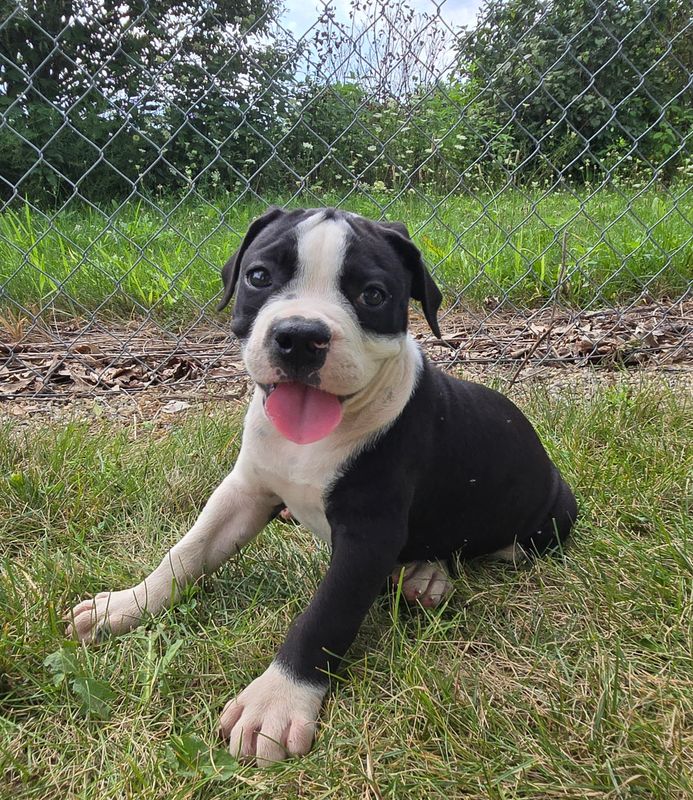 "Margaret" Olde English Bulldog Puppy, Female