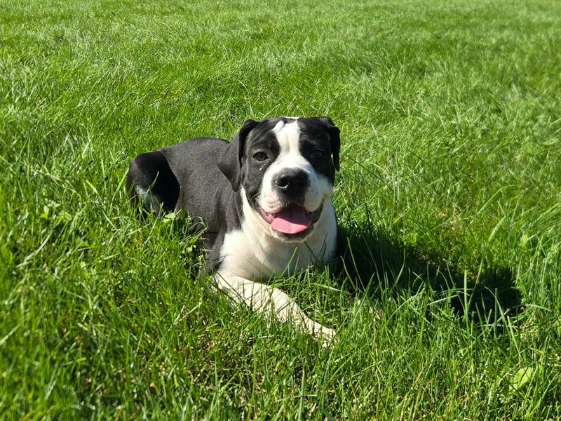 "Margaret" Olde English Bulldog Puppy, Female