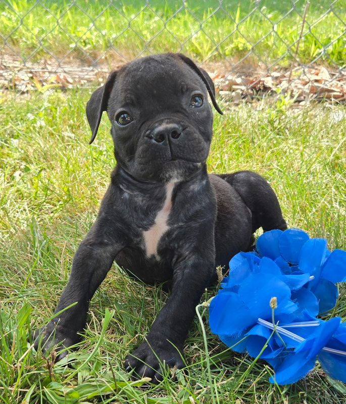 "George" Olde English Bulldog Puppy, Male