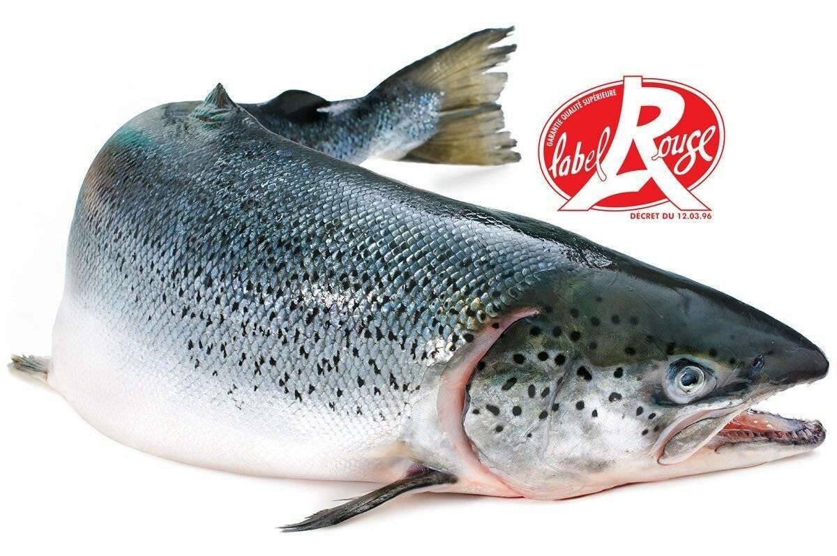 Saumon écossais Label Rouge, Caissette de poissons entiers frais de 20 kg Calibre 4/5 - Saumon d'Ecosse de meilleure qualité