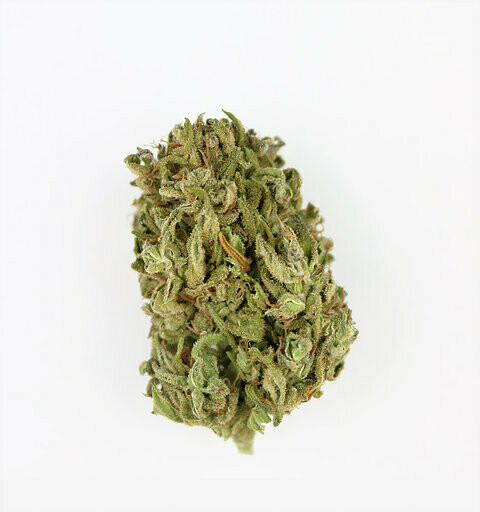 10 g Haze