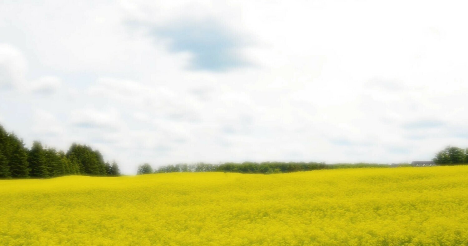 Yellow Field Yellow Field