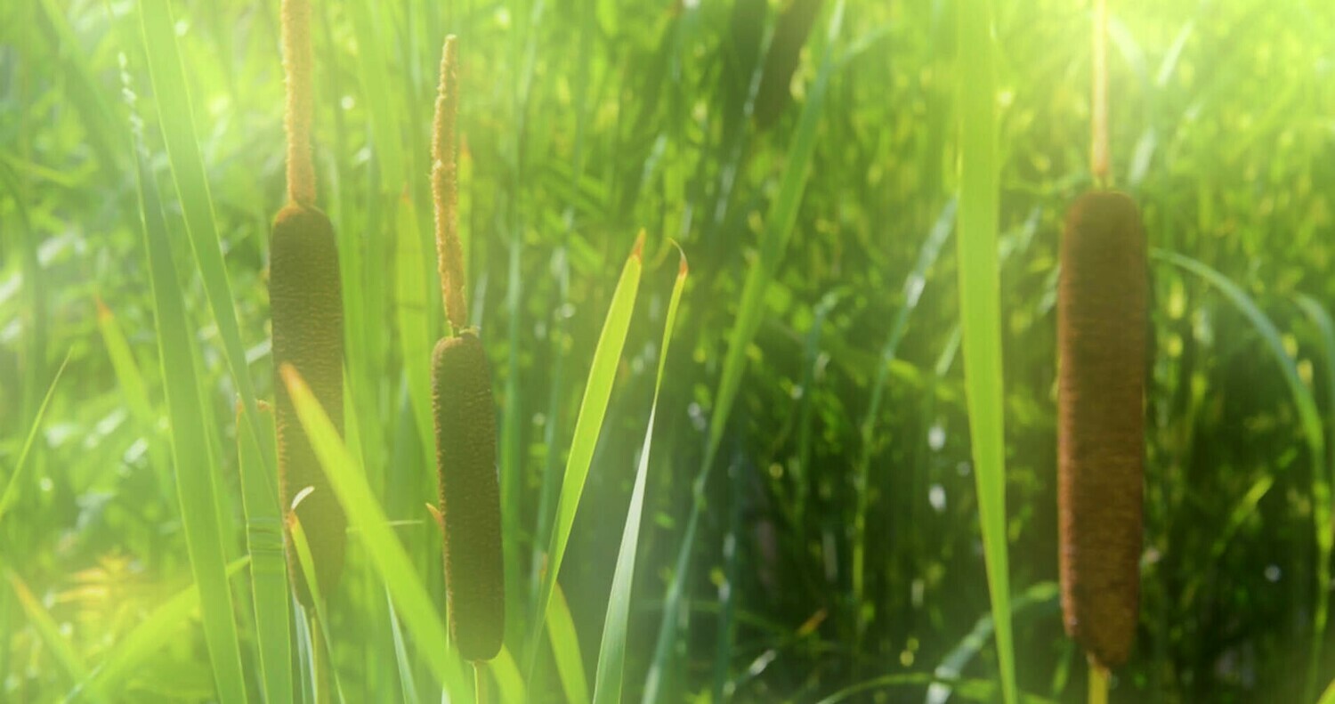 Bulrushes Bulrushes