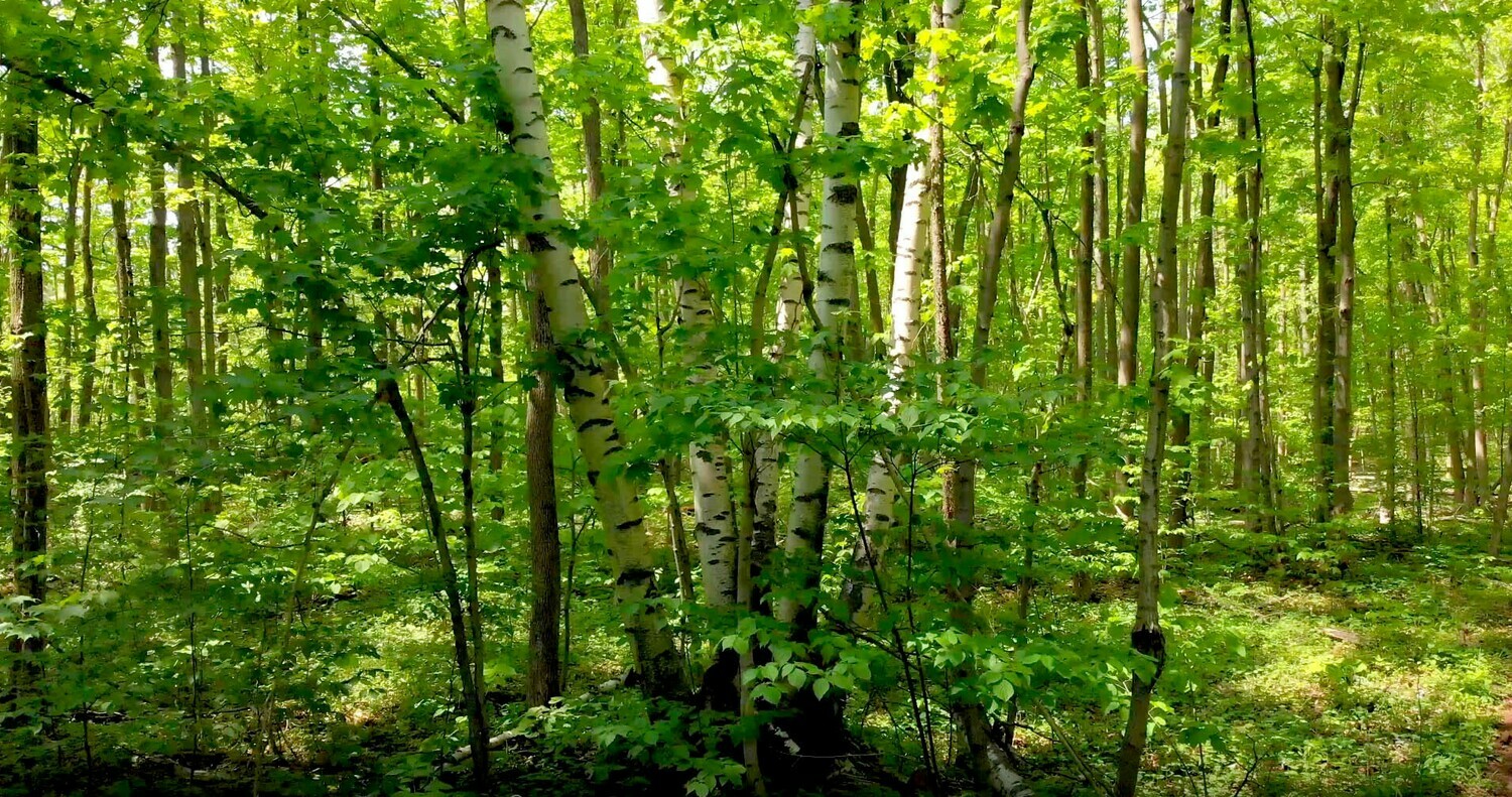 Forests and Trees - 2 Forests and Trees - 2