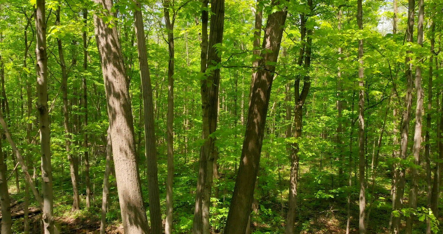 Forests and Trees - 3 Forests and Trees - 3