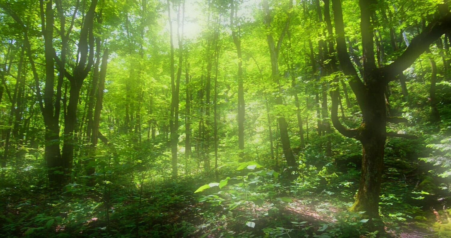 Forests and Trees - 7 Forests and Trees - 7