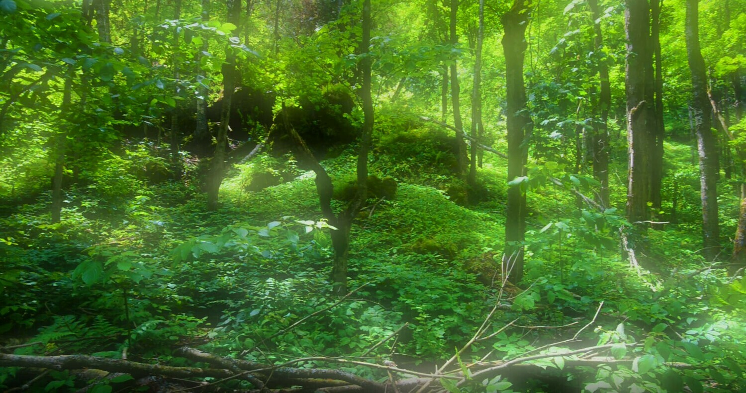 Forests and Trees - 4 Forests and Trees - 4