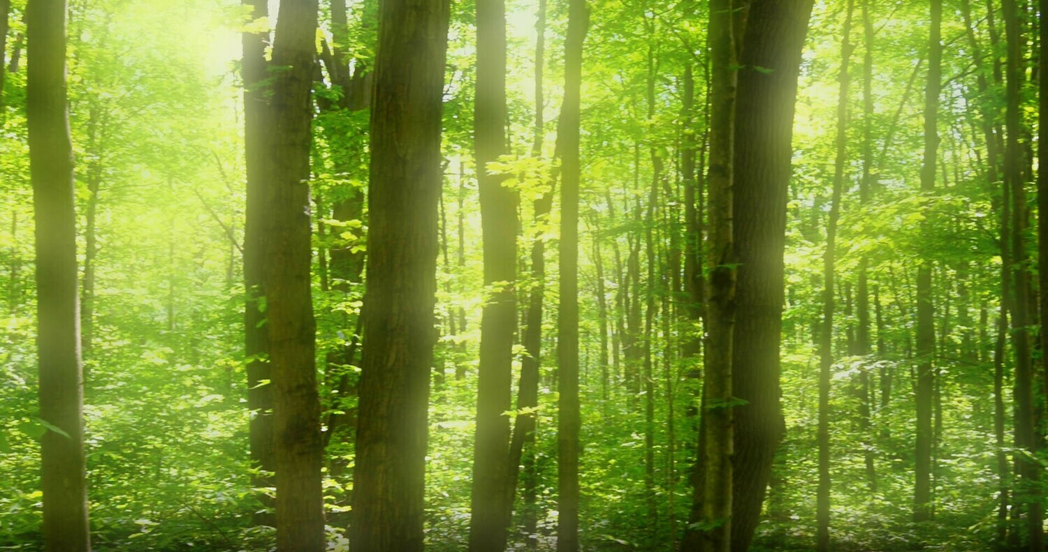 Forests and Trees - 5 Forests and Trees - 5