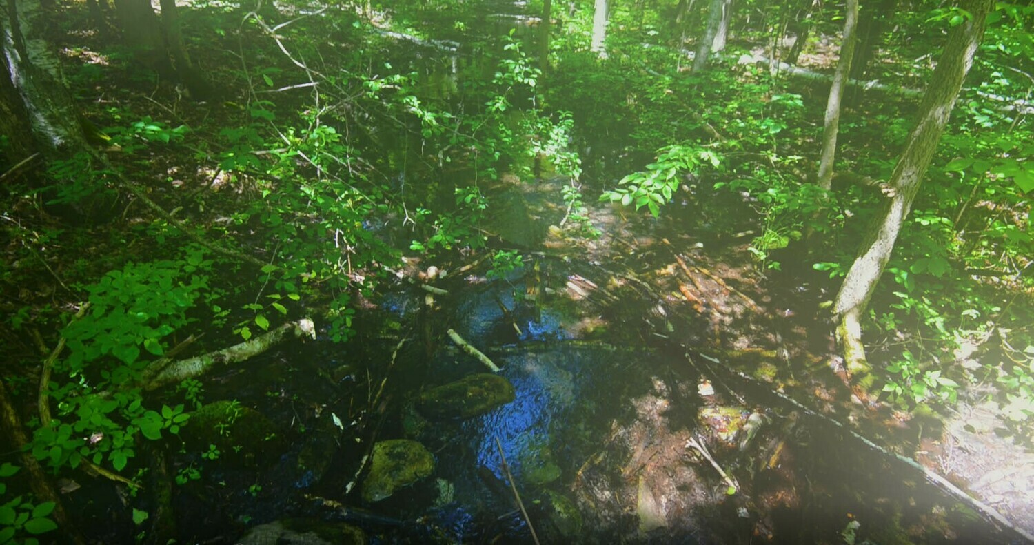 Forests and Trees - 6 Forests and Trees - 6