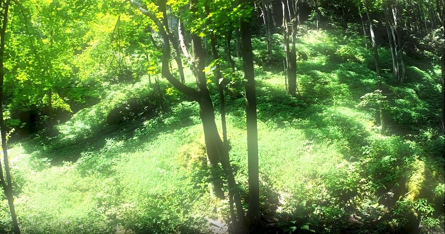 Forests and Trees -8 Forests and Trees -8