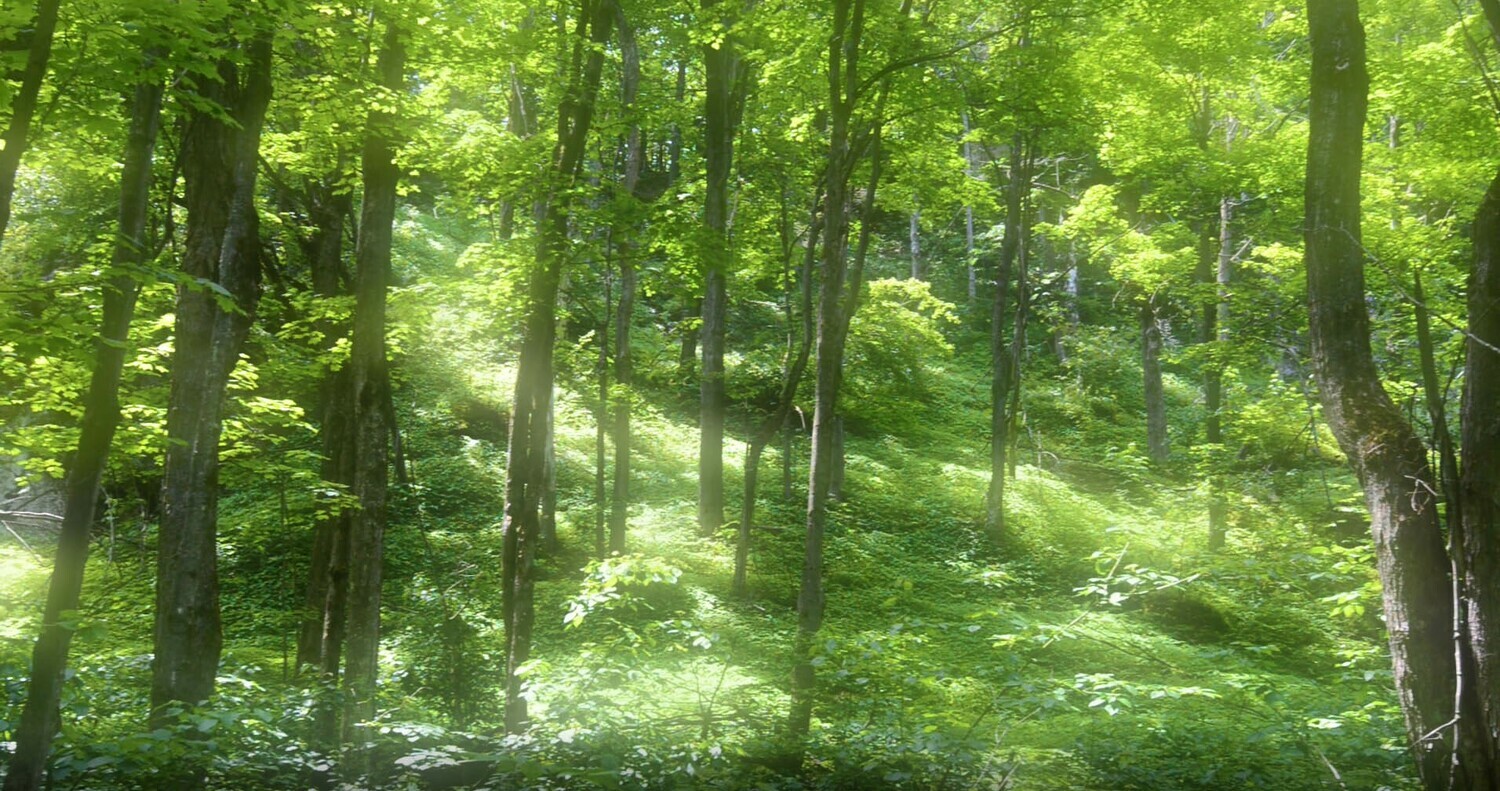 Forests and Trees - 9 - 4 clips Forests and Trees - 9 - 4 clips