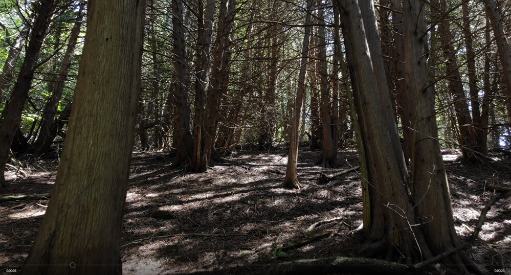 Trees 1 Trees 1