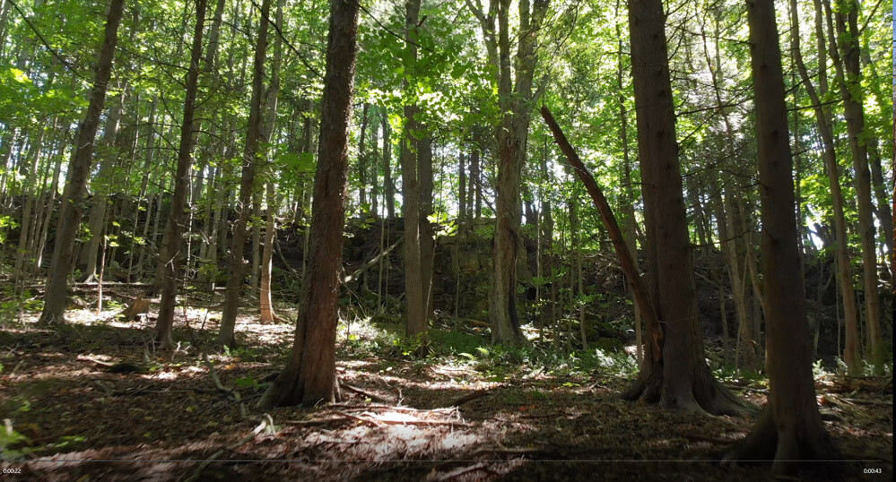 Trees 2 Trees 2