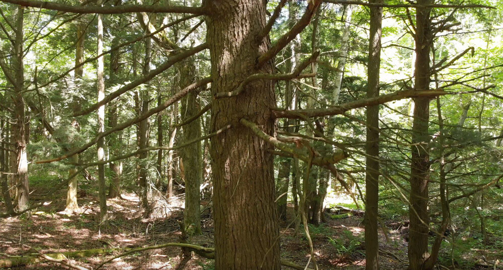 Trees 3 Trees 3