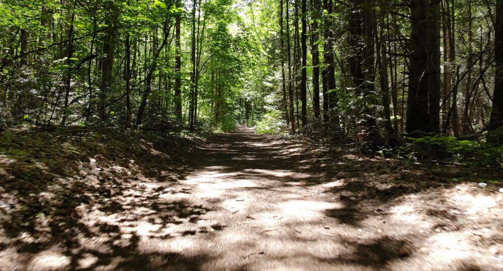 Trees 5 Trees 5