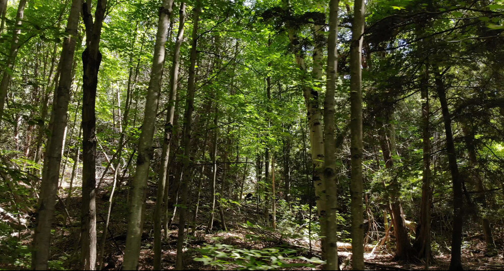 Trees 6 Trees 6