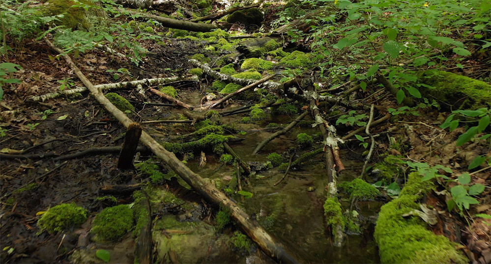 Creek 1 Creek 1