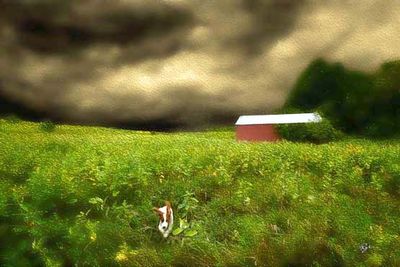 Puppy runs Home before the Storm