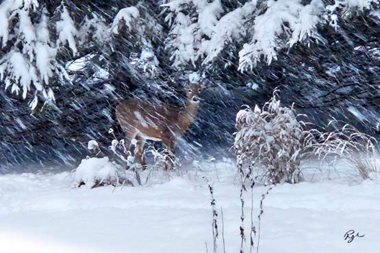 Deer in Snow Storm