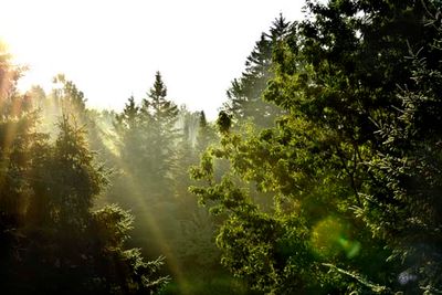 Sun Streaming Trees