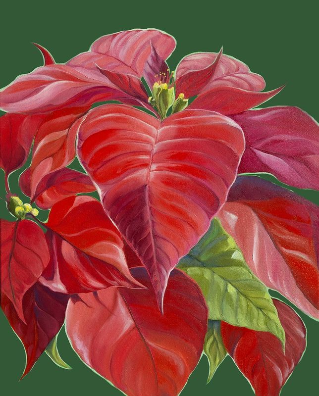 Poinsettia Oil Painting