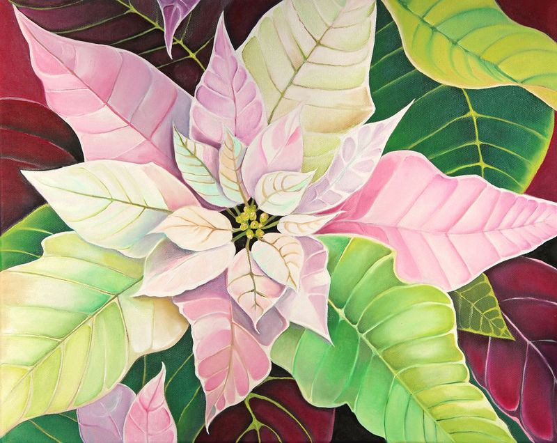 My Beautiful Poinsettia