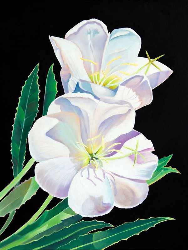 "Desert Evening Primrose" Oil Painting