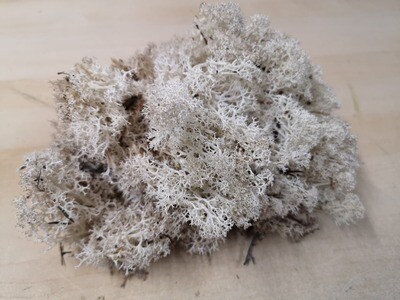 Lichen Moss - Natural