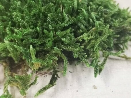 Preserved Foliage - Flat Moss Preserved Foliage - Flat Moss