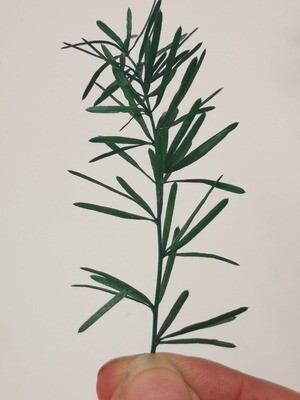 Preserved Asparagus Fern