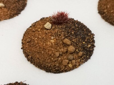 Arid Plains - Base Terrain Toppers