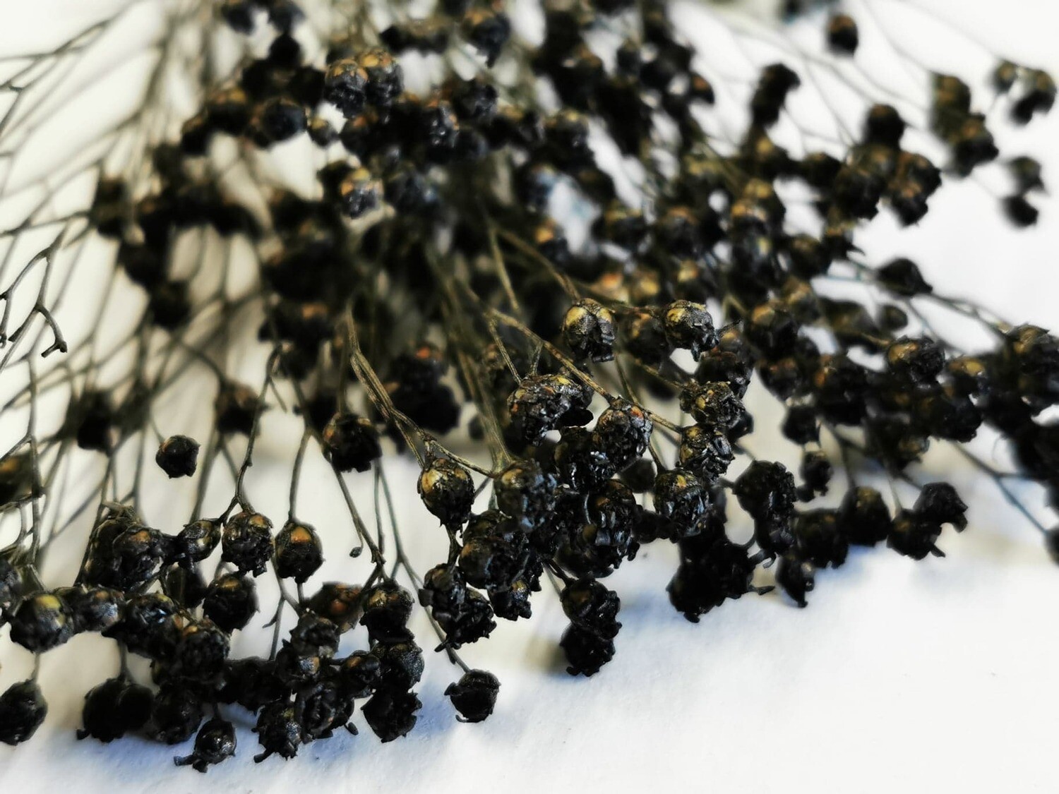 Dried Broom Flowers - Dark Brown