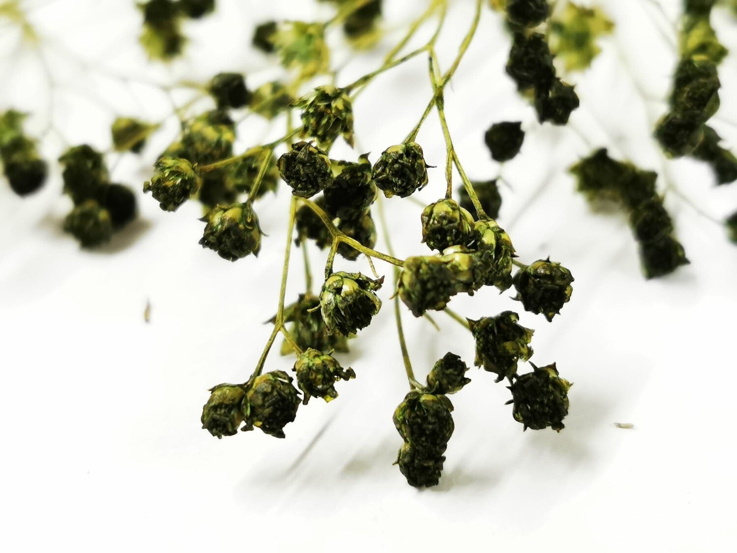 Dried Broom Flowers - Dark Green