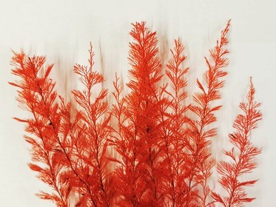 Preserved Forest Fern - Red